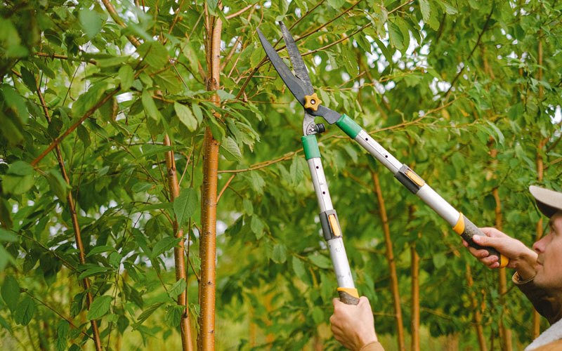 Tree trimming in Redfield, IA